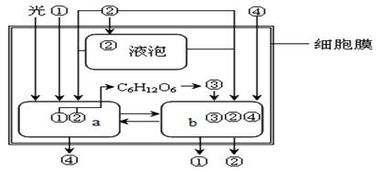 免疫細(xì)胞識(shí)別功能與細(xì)胞全能性分析